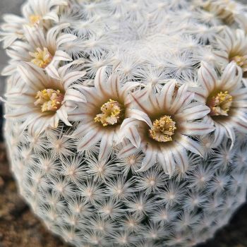 Preview: Mammillaria egregia
